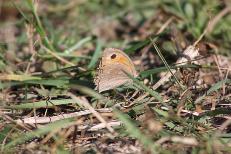 identificazione farfalla